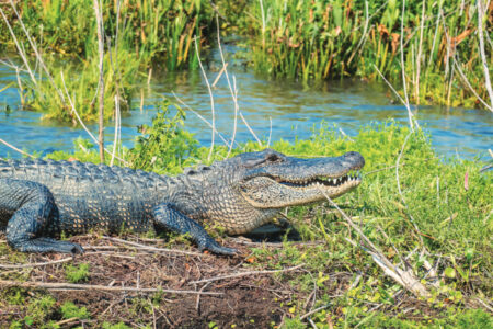 Large American alligator (Alligator mississippiensis) sitting in the grass near a pond